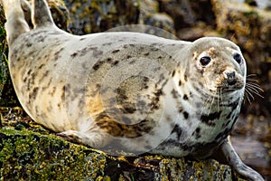 Closeup of a harbor seal on the rocks under the sunlight with a blurry background