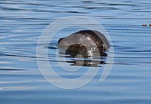 Closeup of a harbour seal head