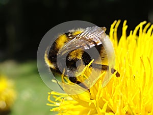 Closeup of a hardworking bee on a flower