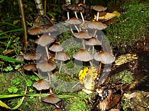 Closeup of a harefoot mushroom Coprinopsis. A mushroom family , on the forest floor with shallow background.