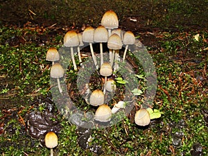 Closeup of a harefoot mushroom Coprinopsis. A mushroom family , on the forest floor with shallow background.