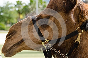 Closeup of a harnessed dromedary camel agaist the blurred background