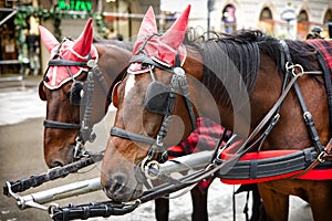 Closeup of harnessed horses. A horse carriage in front of St Stephans Cathedral. Vienna, Austria.