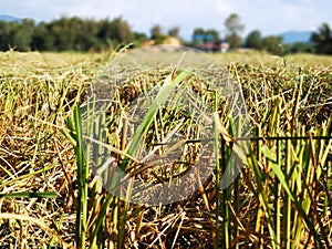 Closeup harvested paddy field in Penampang, Sabah.