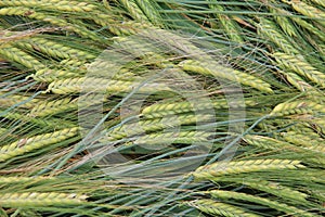 Closeup of harvested wheat tillers photo