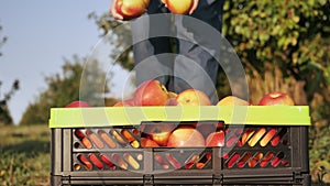 Closeup harvesting in orchard