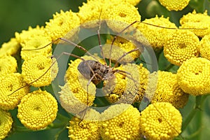 Closeup of a harvestman on yellow flowers (Phalangium opilio)