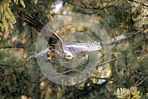 Closeup of a hawk soaring through a pine forest