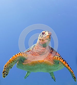 Closeup of a hawksbill sea turtle against the blue water background