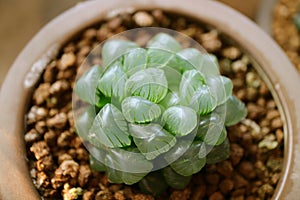 Closeup Haworthia Cooperi Var. Obtusa, potted succulent plants with lovely round tipped translucent leaves