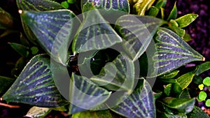 Closeup of Haworthia sp.,