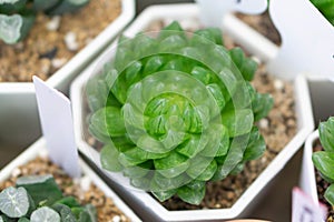 Closeup Haworthia succulent or cactus plant grow in pot, selective focus