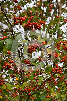 Hawthorne berries photo
