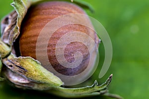 Closeup of a hazelnut Corylus avellana on a leaf photo