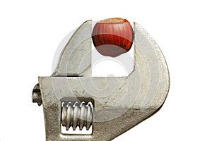 Closeup of hazelnut in the grip