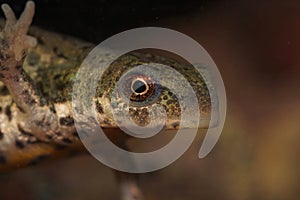 Closeup on the head of an adult Italian newt, Lissotriton italicus underwater