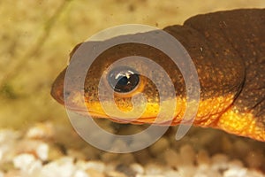 Closeup of the head of an aquatic male Roughskinned newt , Taric