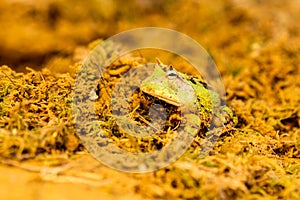 Closeup head of Argentine horned frog Ceratophrys ornata,