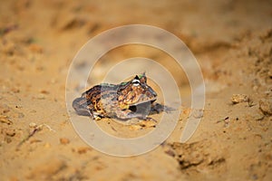 Closeup head of Argentine horned frog Ceratophrys ornata,