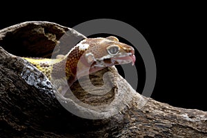 Closeup head Baby lemon froce gecko