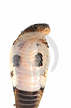 Closeup head Baby Naja Sumatrana miolepis snake on white background