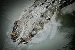 Closeup Head and Back of Crocodile in the Zoo