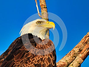 Closeup of Head of Bald Eagle Bird of Prey Raptor as It Is Perched on a Bare Tree Branch