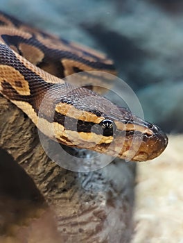 Closeup of head of Ball Python Snake