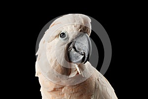 Closeup Head Beautiful Moluccan Cockatoo, Pink salmon-crested Parrot, Isolated Black
