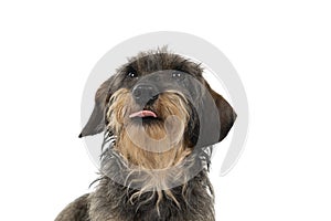 Closeup of the head of a bi-colored longhaired  wire-haired Dachshund dog with beard and moustache and tongue out isolated on a