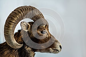 Closeup of the head of a bighorn sheep isolated on a gray background