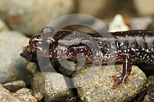 Closeup on the head of the black form of the Western red-backed salamander, Plethodon vehiculum, in Washington state