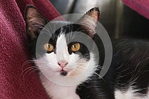 Portrait of black-white kitten
