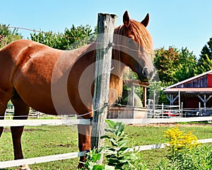 A brown horse having a combed