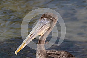 Closeup of head, Brown Pelican water in background.
