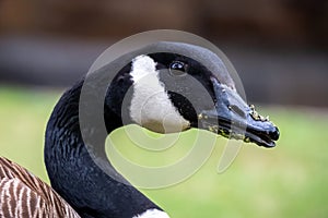 Closeup of the head of a Canada Goose (Branta canadensis)