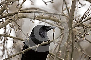 closeup of the head of a carrion crow