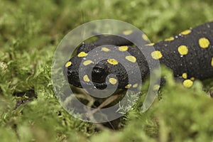 Closeup on the head of the colorful, but endangered Anatolian spotted newt, Neurergus strauchii strauchii