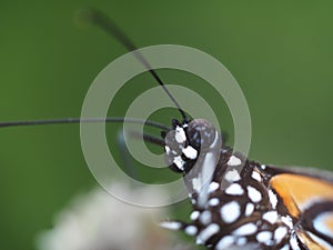 Closeup of head of common  tiger butterfly