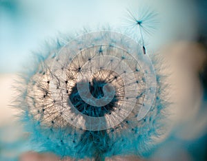 Closeup head of dandelion flower with soft focus against sunset on blue turquoise background. Sweet dream, freedom