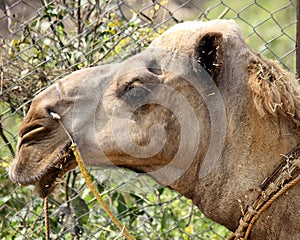 Closeup of head of dromedary or One-humped Camel (Camelus Dromedarius) : (pix Sanjiv Shukla)