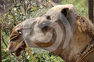 Closeup of head of dromedary or One-humped Camel (Camelus Dromedarius) : (pix Sanjiv Shukla)