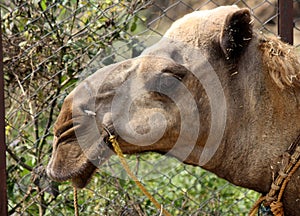 Closeup of head of dromedary or One-humped Camel (Camelus Dromedarius) : (pix Sanjiv Shukla)