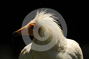 Closeup of the head of a Egyptian vulture photo