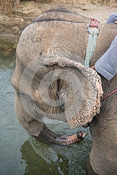 Closeup head of an elephant