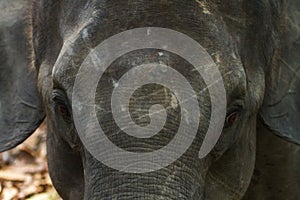 Closeup of the head of an elephant