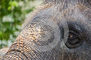 Closeup head of elephant