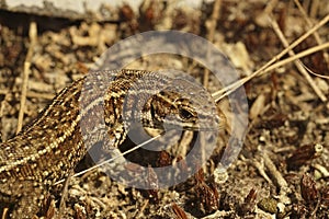 Closeup on the head of a European live-bearing lizard, Zootoca vivipara sitting on the ground