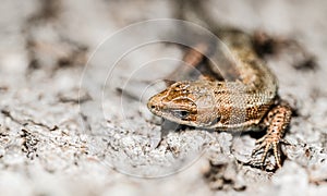 Closeup on the head and eye of the European common lizard, Zootoca vivipare