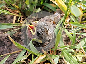 Closeup of the head, eye and open beak of a young sparrow bird in the green grass